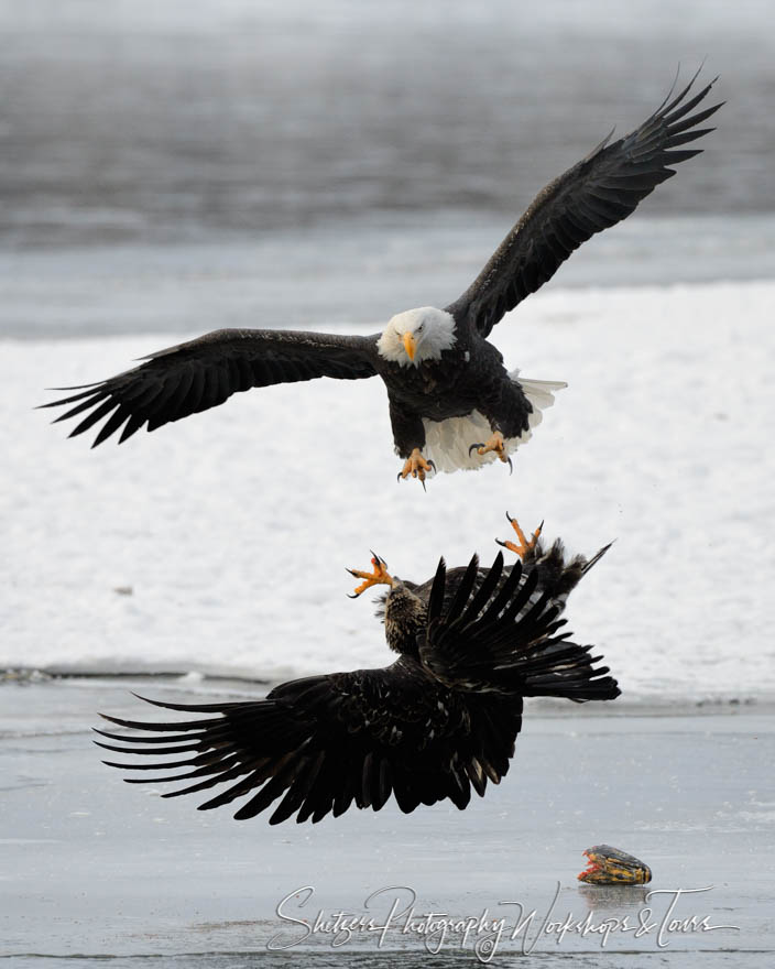 Bald eagles attack each other in flight 20121119 150355