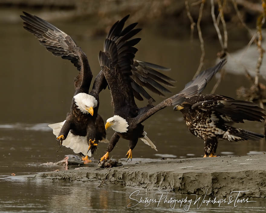 Bald eagles attack for salmon