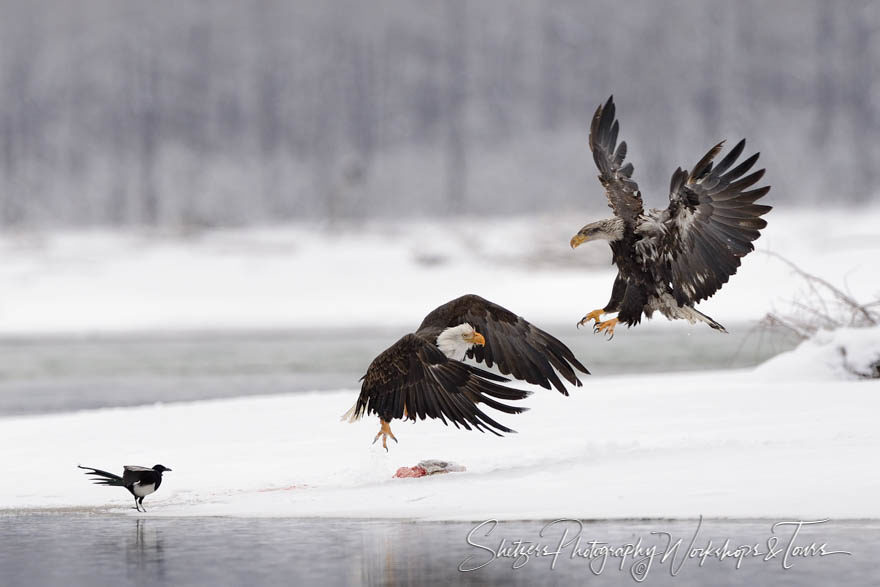 Bald eagles attack in snowy Alaska.