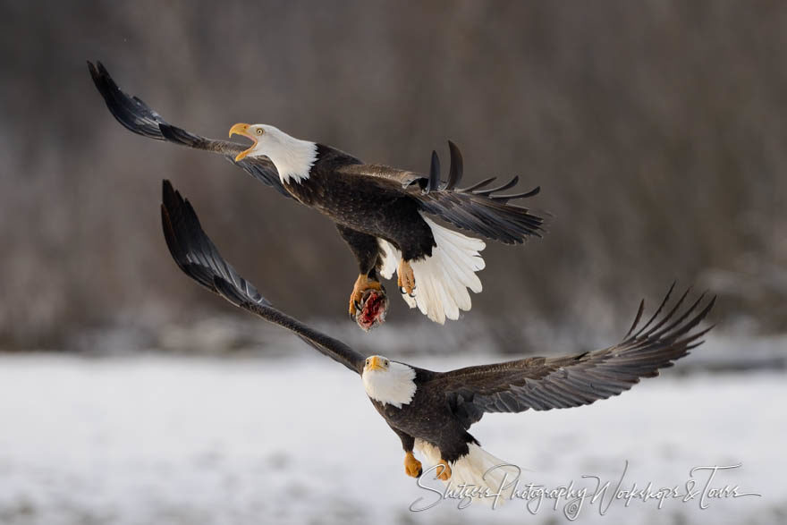 Bald eagles attack inflight