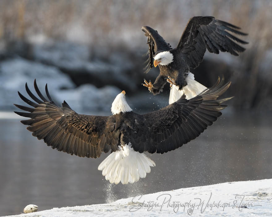 Bald eagles attack inflight over salmon
