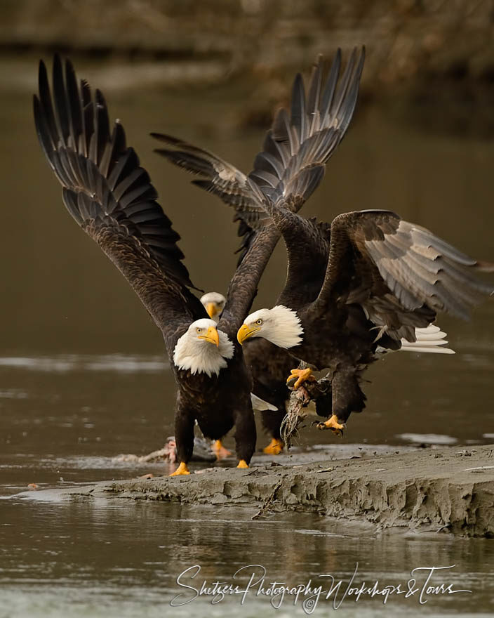 Bald eagles compete for salmon scraps