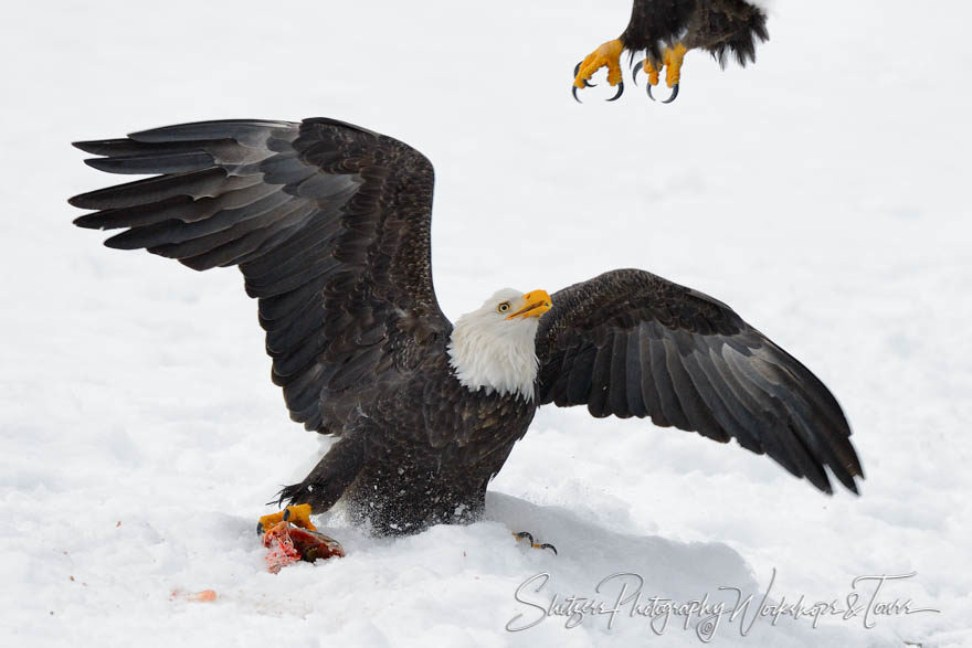 Bald eagles defends its meal