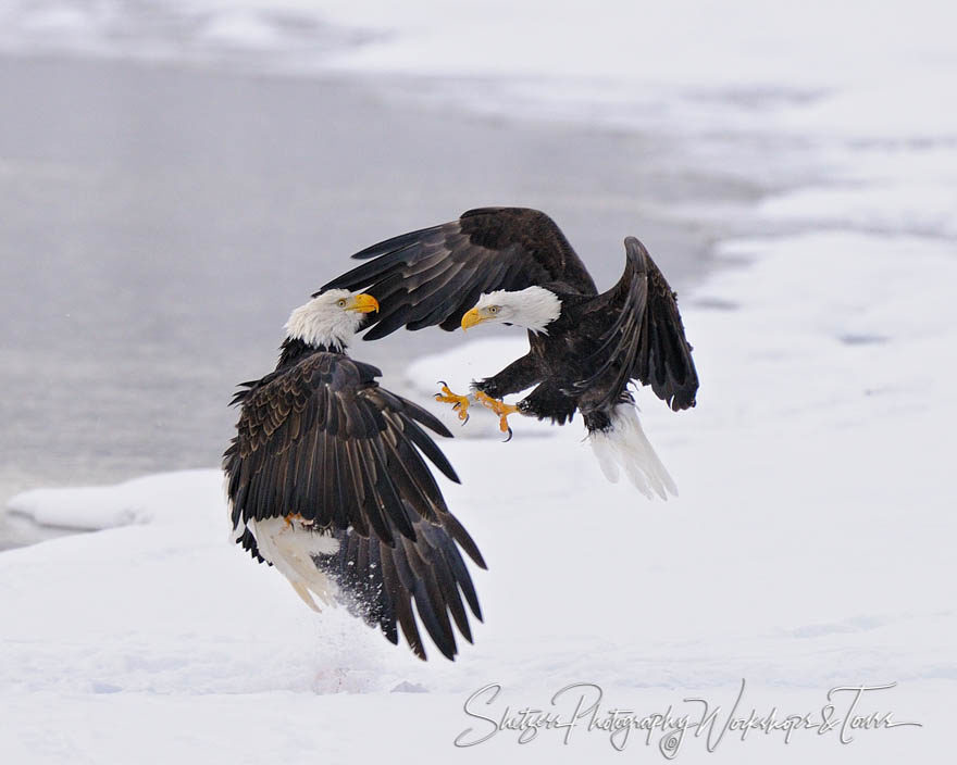Bald eagles fight in flight