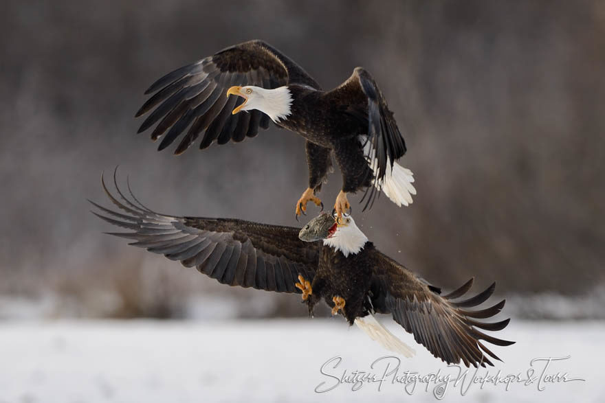 Bald eagles fight in flight over salmon head