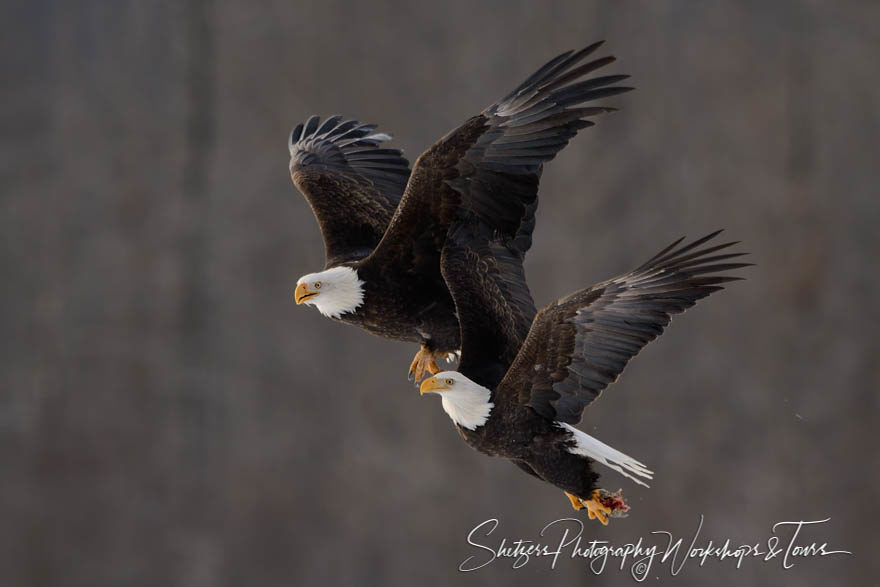 Bald eagles in flight