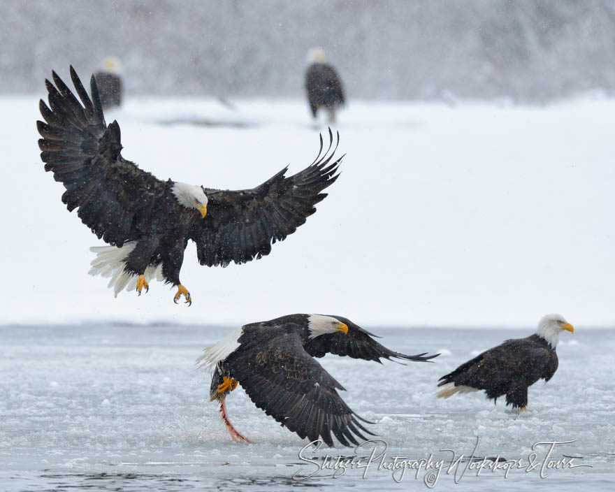 Bald eagles scoop salmon from the Chilkat River