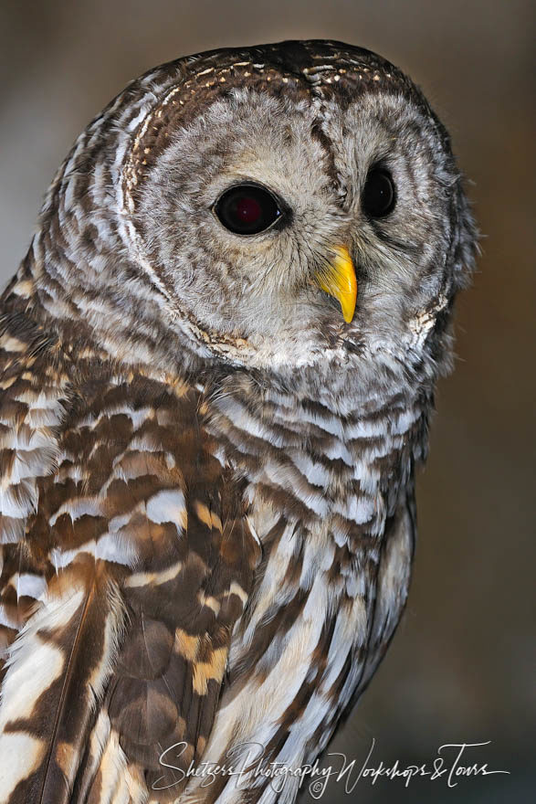 Barred Owl portrait