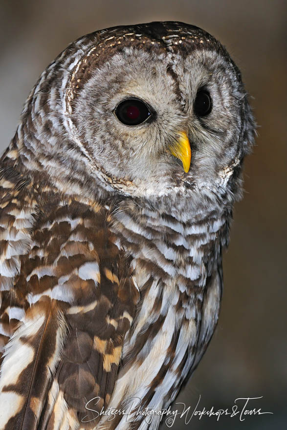 Barred Owl portrait 20101106 172944