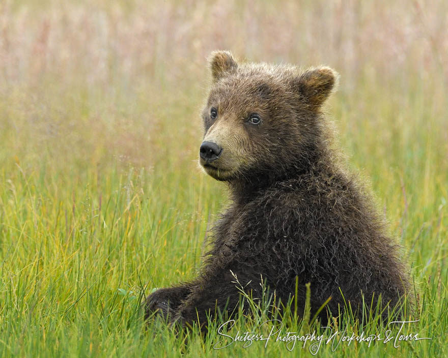 Bear Cub Relaxing in a Meadow