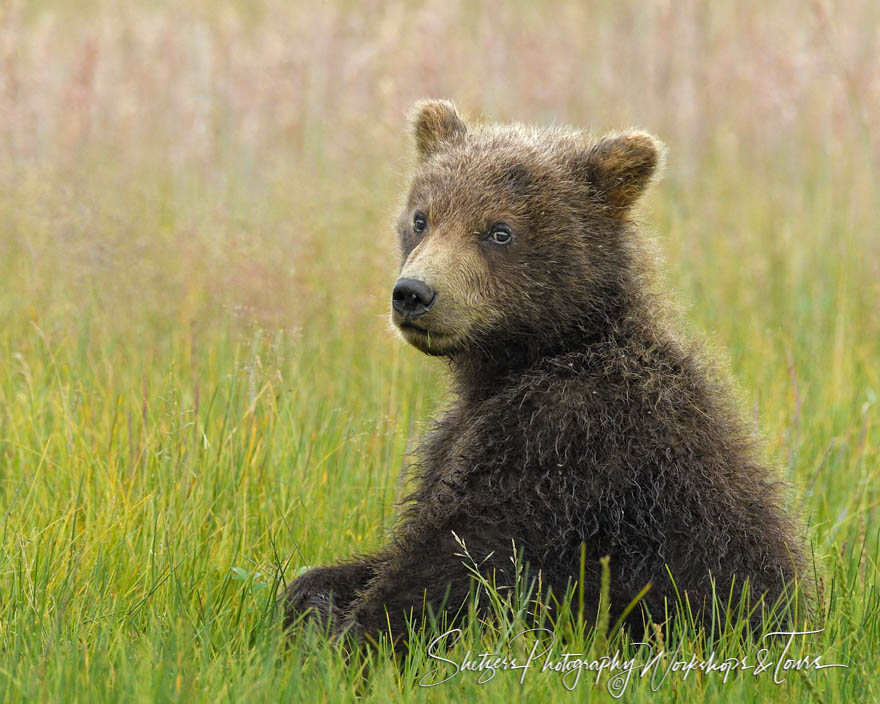 Bear Cub Relaxing in a Meadow 20170729 234529