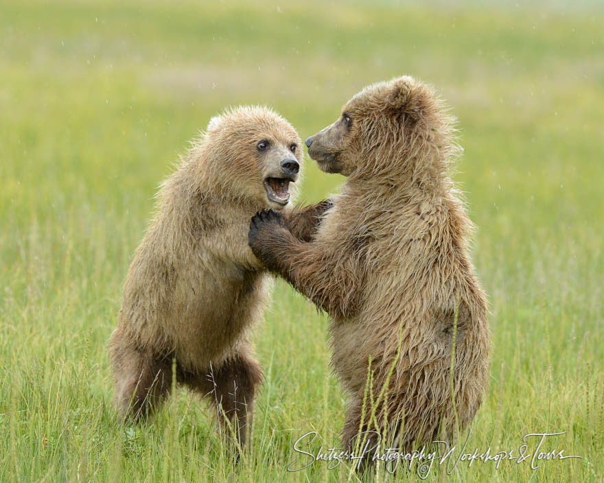 Bear Cubs Play Flight