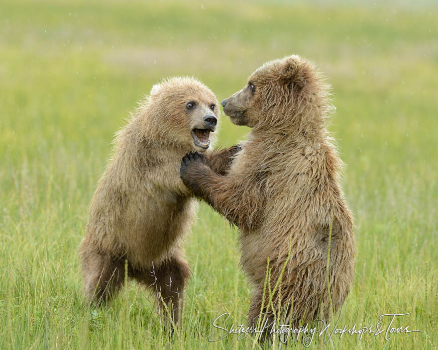 Bear Cubs Play Flight 20150712 173926