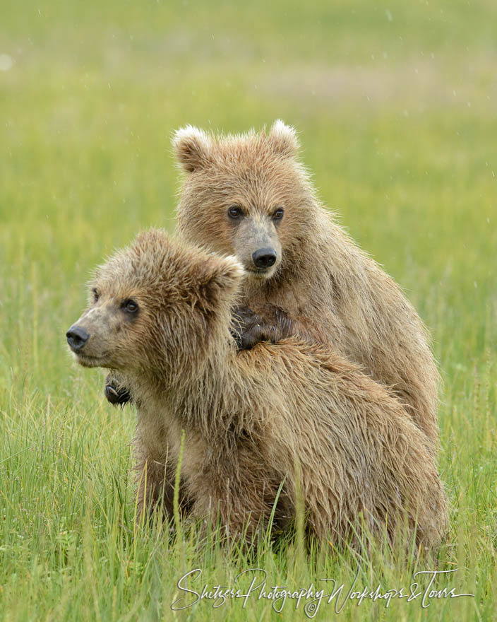 Bear Cubs Wrestle