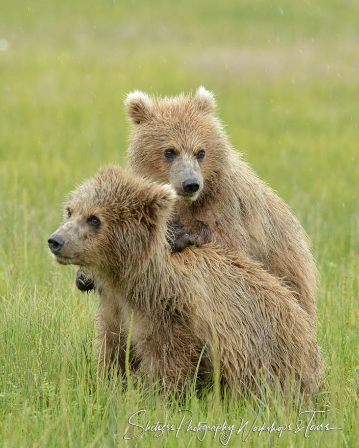 Bear Cubs Wrestle 20150712 173911