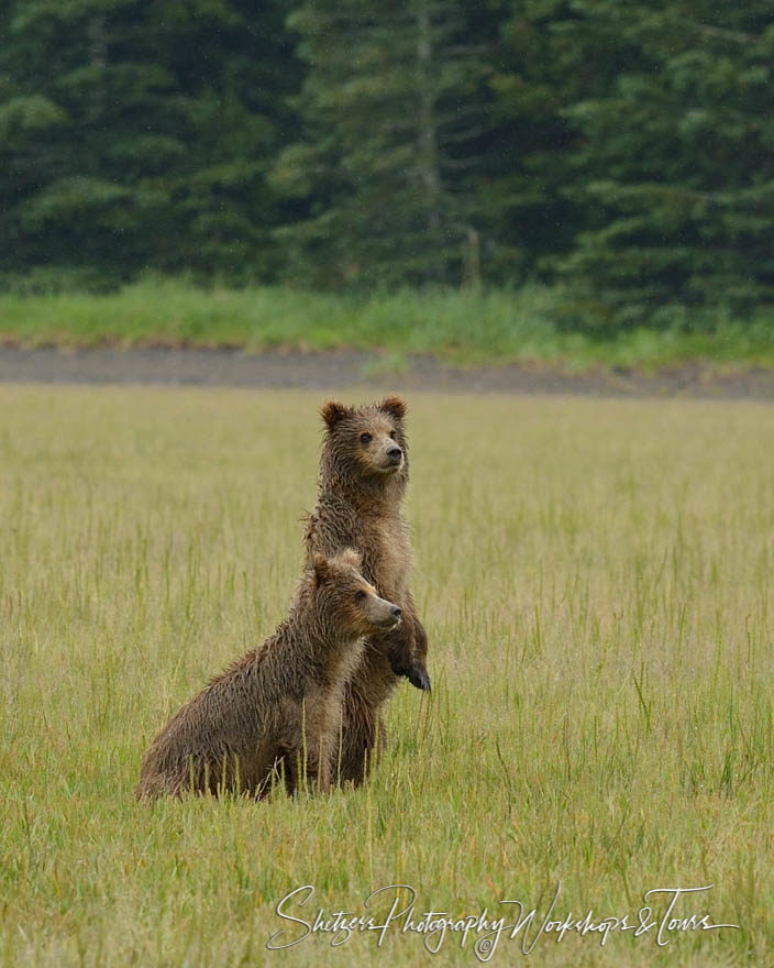 Bear Cubs on the Lookout