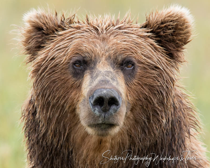 Bear Face Close up