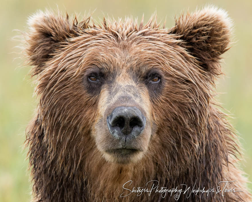 Bear Face Close up 20160727 152807