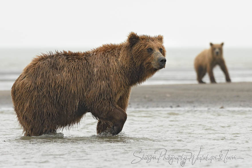 Bear Family Fishing