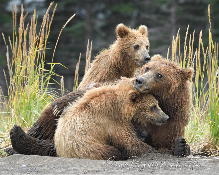 Bear Family – Grizzy bear sow finishes nursing cubs at Lake Clar