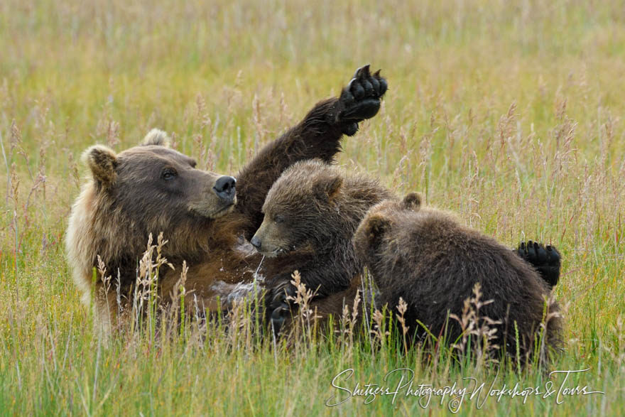 Bear Family Nursing