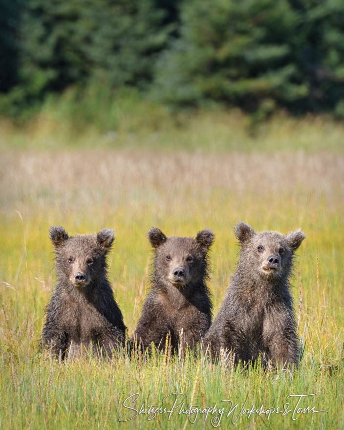 Bear Family – Three bear clubs pose for photo
