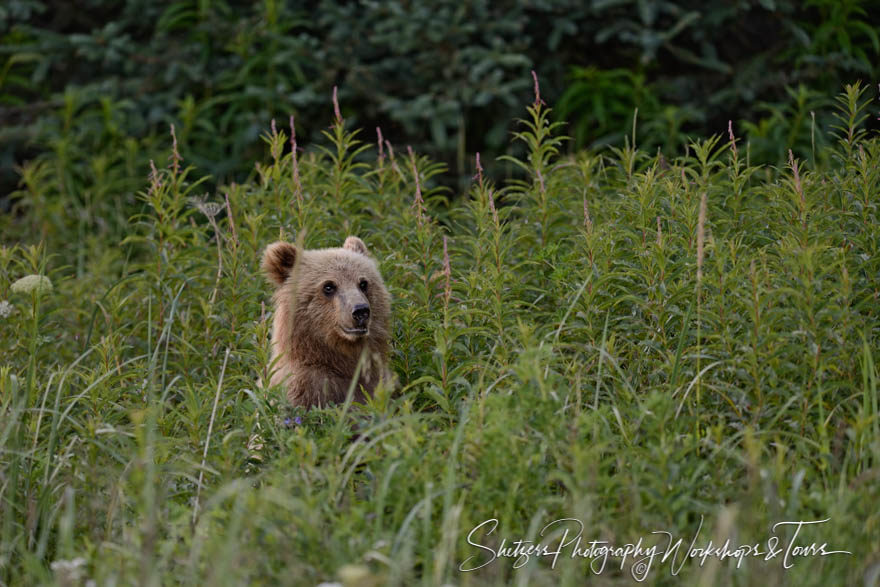 Bear Peakaboo