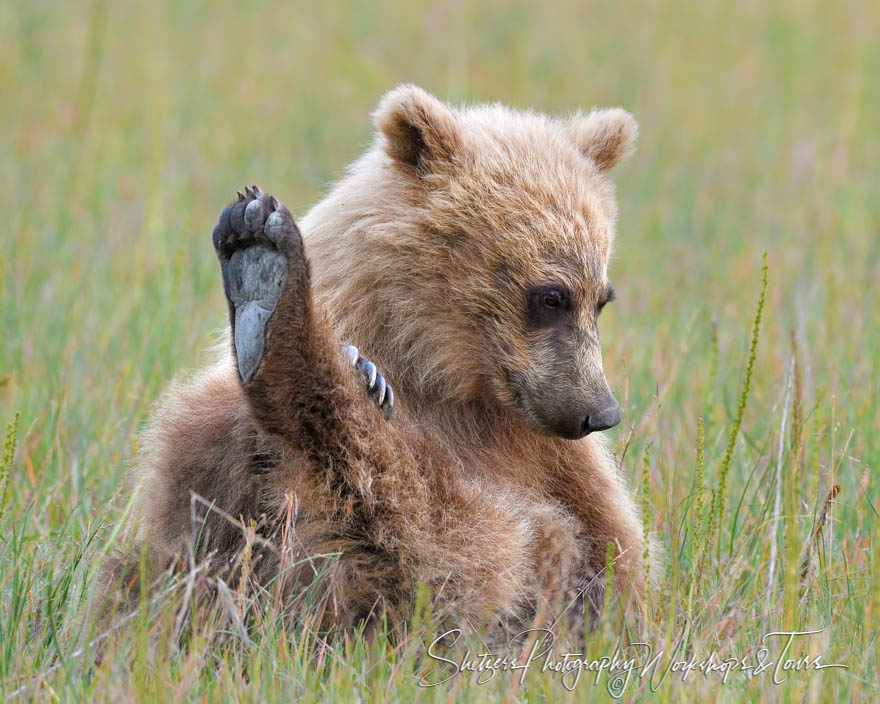 Bear Yoga