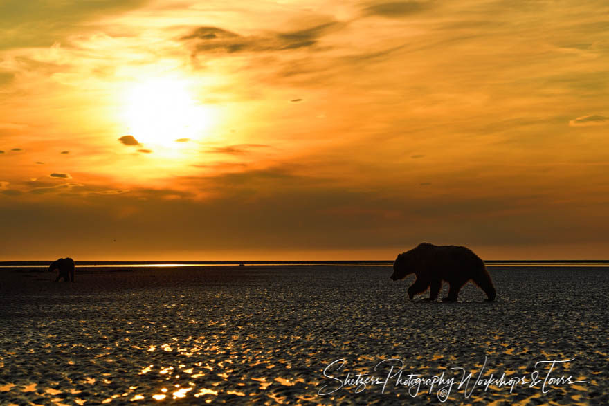 Bear at sunrise