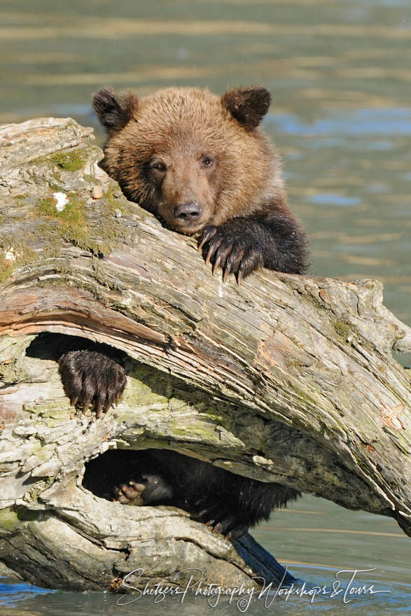 Bear cub on log watches photographer