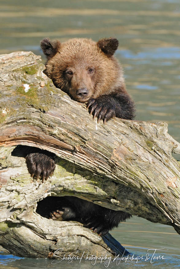 Bear cub on log watches photographer 20100921 132130