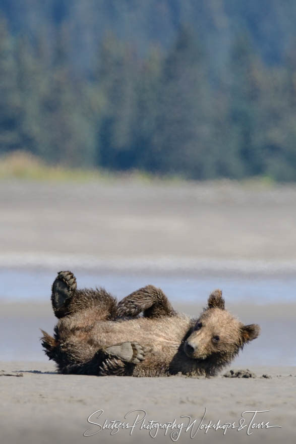 Bear cub rolls around on beach