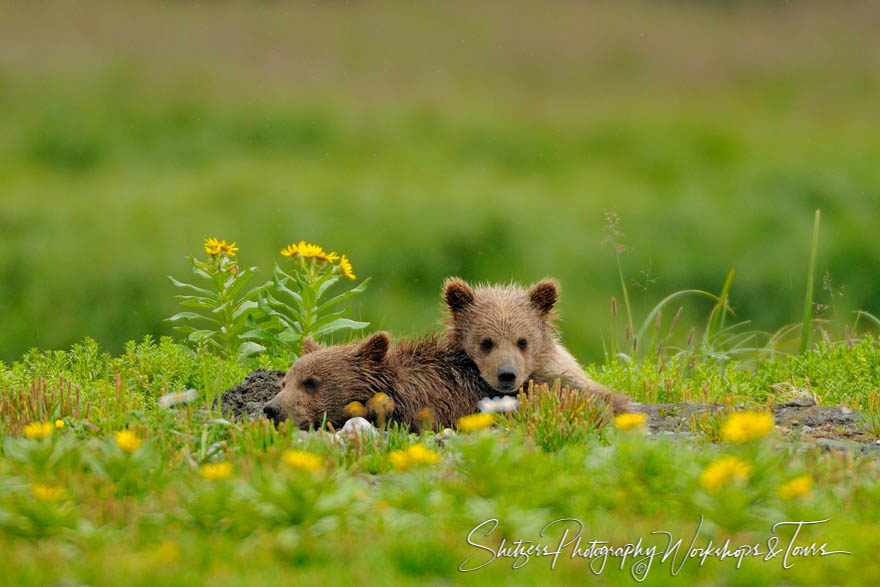 Bear cubs cuddling with each other