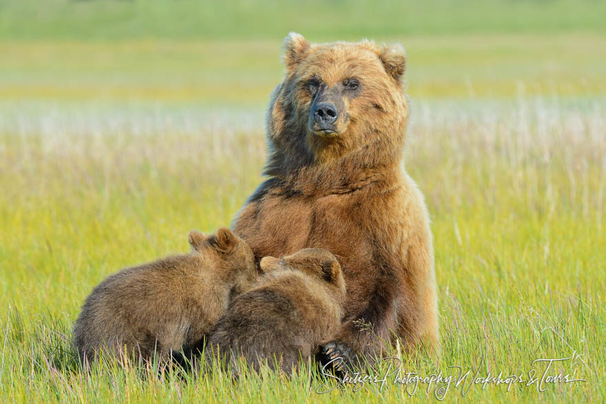 Bear cubs nursing at mother’s breast