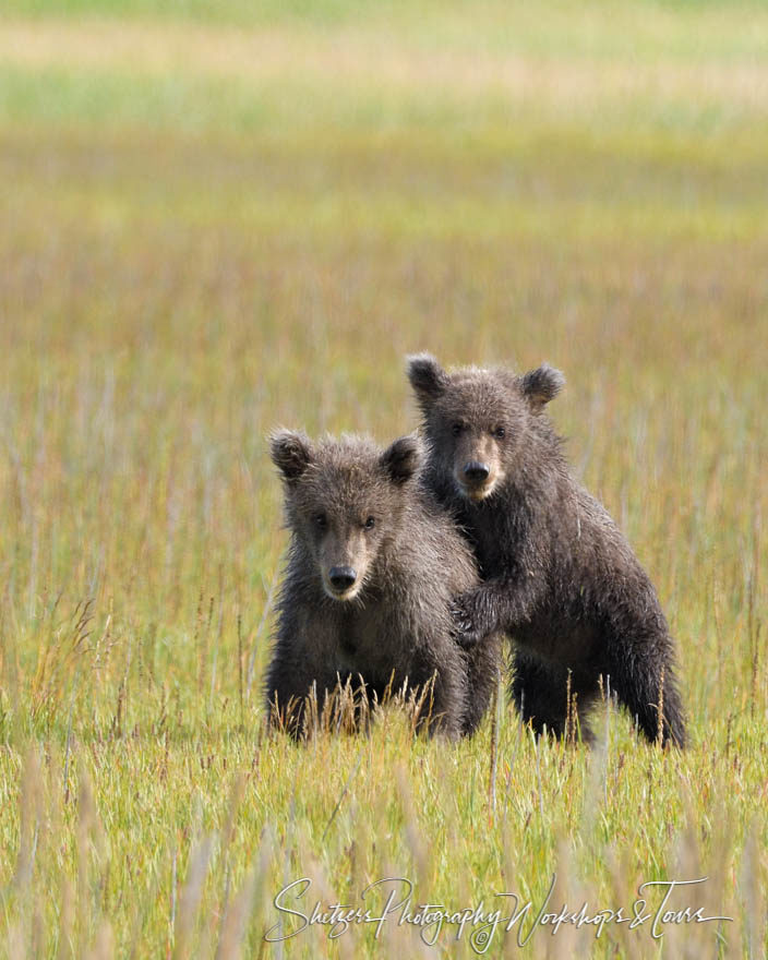 Bear cubs play