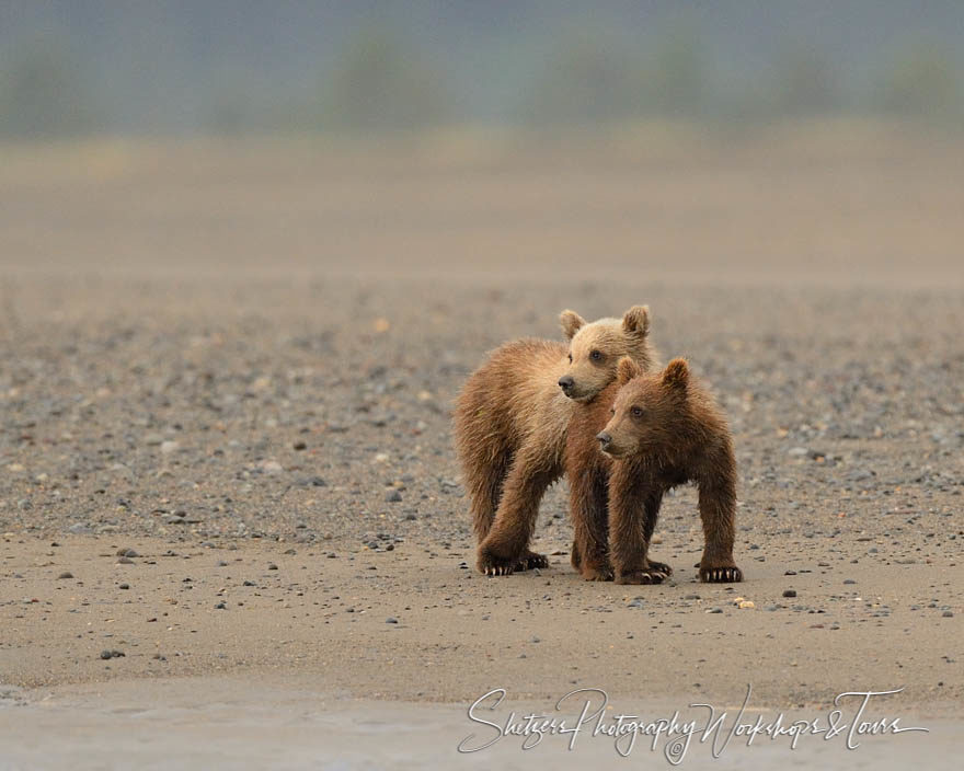 Bear cubs snuggle on beach