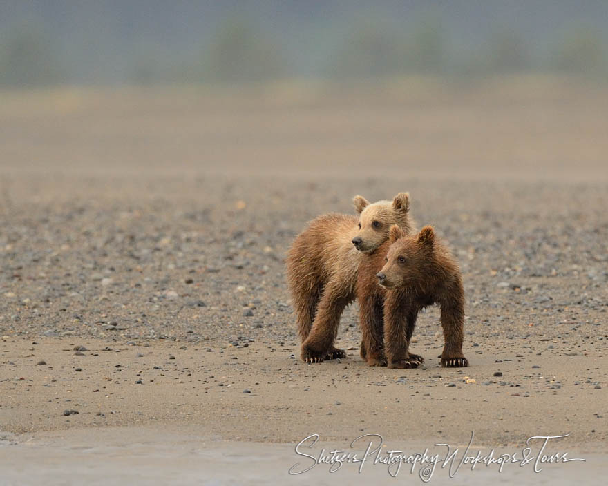 Bear cubs snuggle on beach 20130803 092752