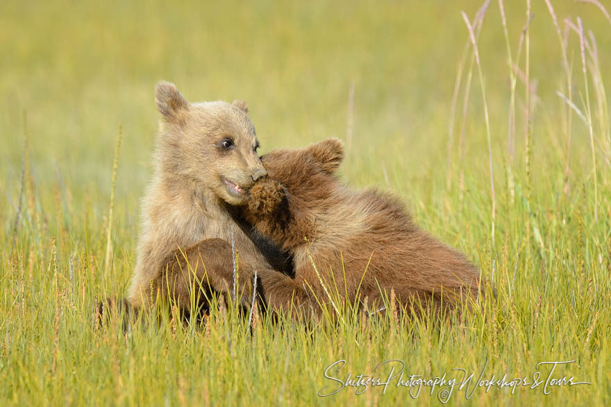Bear cubs wrestle in grass