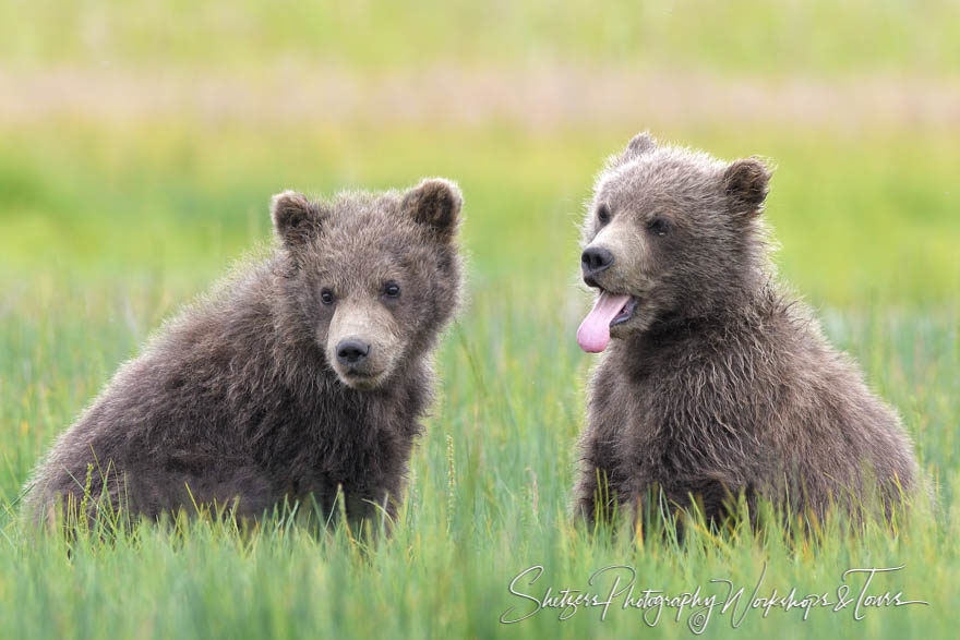 Bear cubs yawning