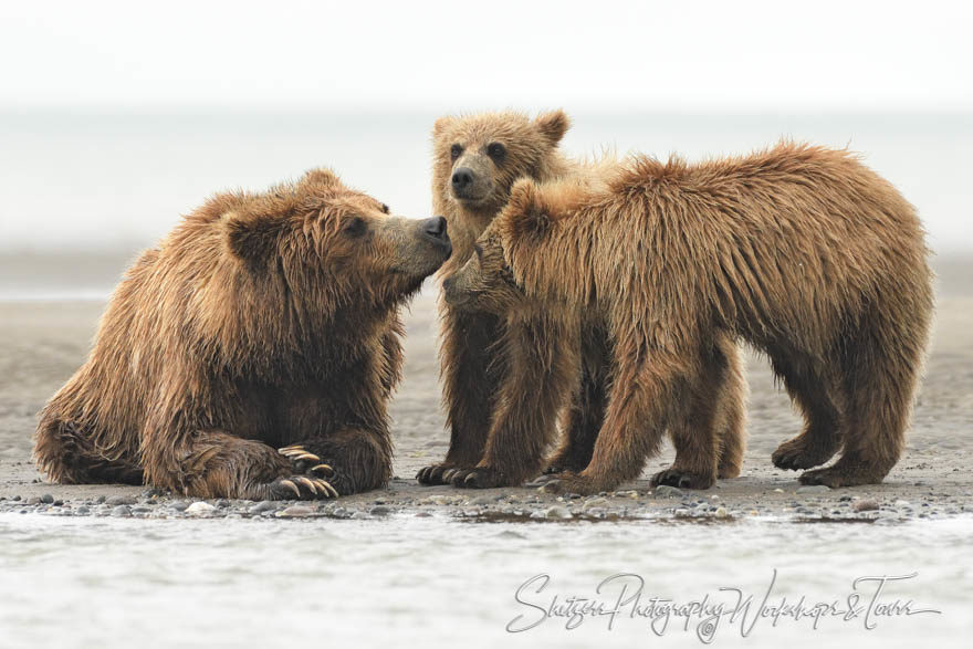 Bear family in Lake Clark National Park – Bear Watching