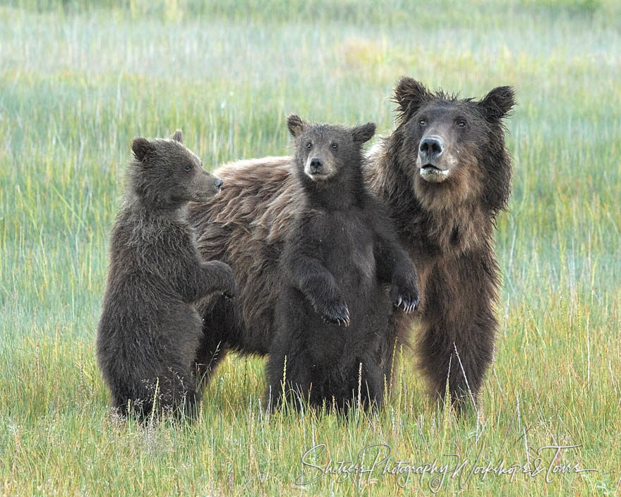 Bear family pays attention as a sow approaches