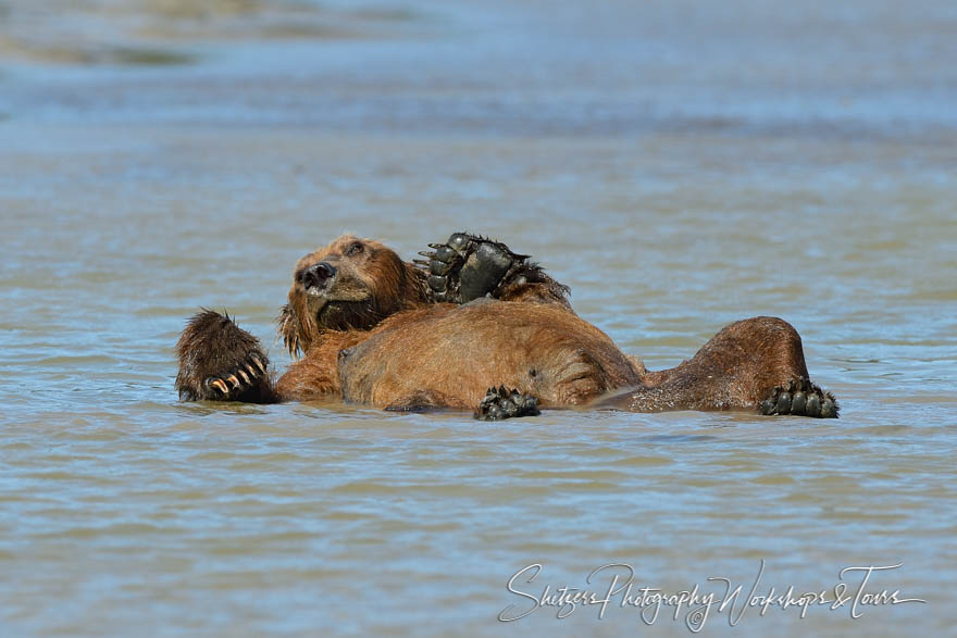 Bear goes belly up in the waters of Alaska 20130731 162043