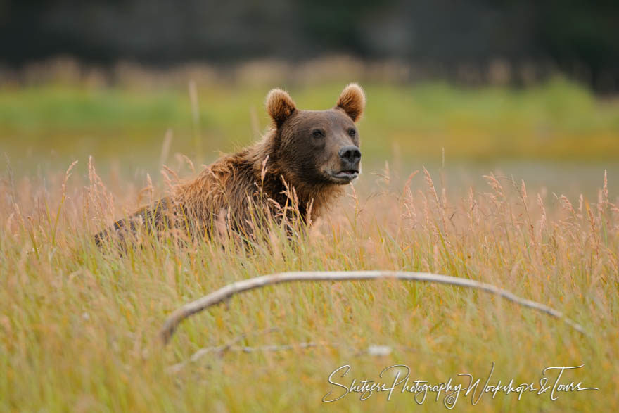 Bear in tall grass pokes its head out