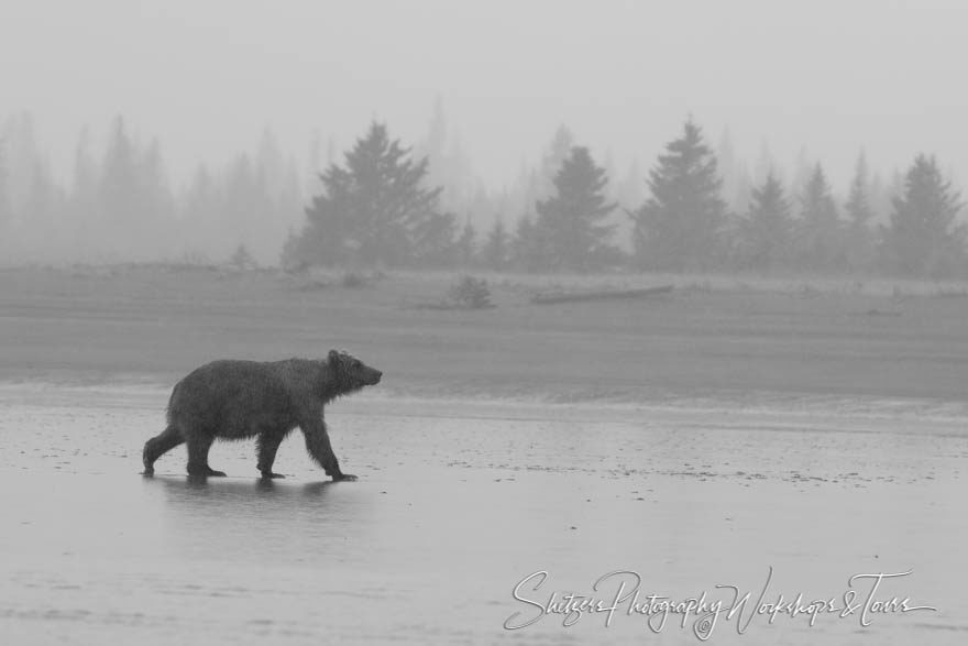 Bear in the mist