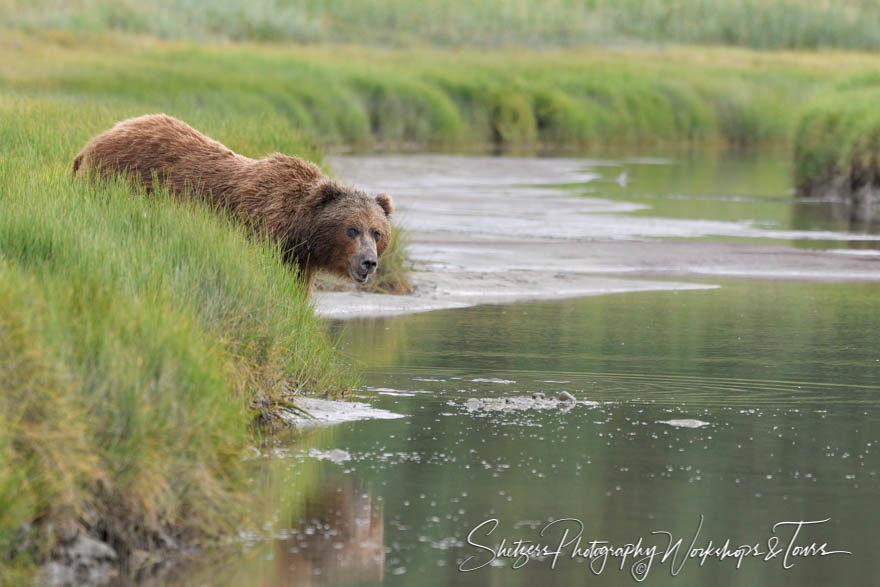 Bear on Silver Salmon Creek