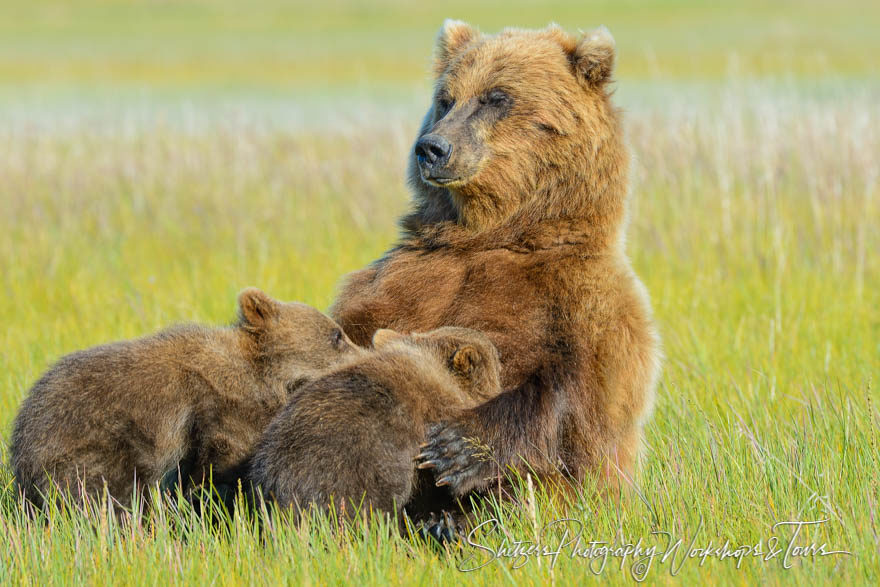 Bear reclining while two cubs nurse