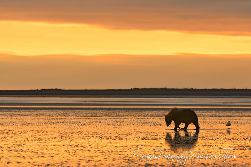 Bear silhouette on golden beach at sunrise