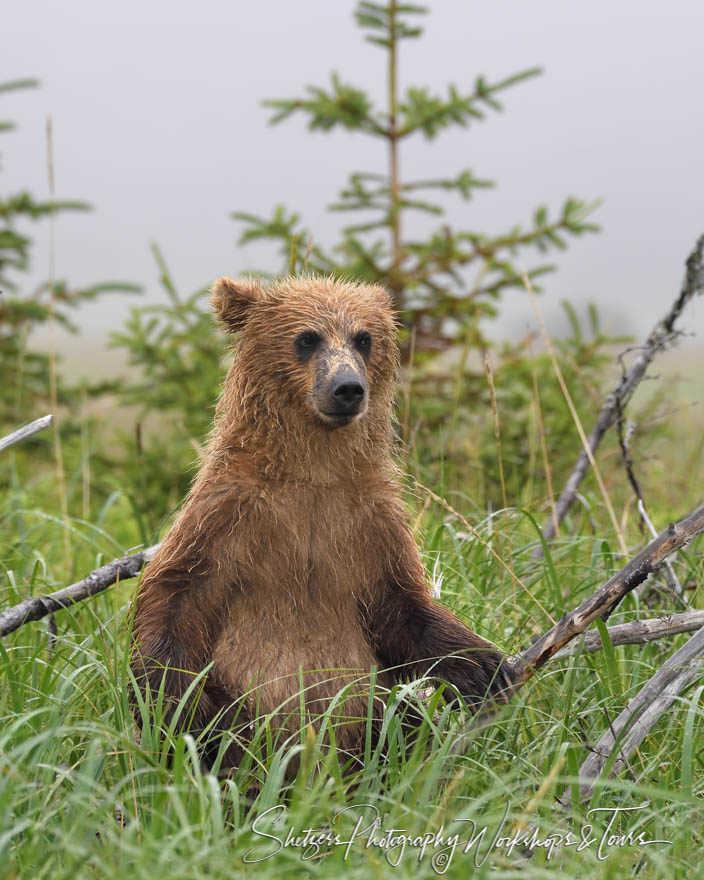 Bear sitting in grass being cute