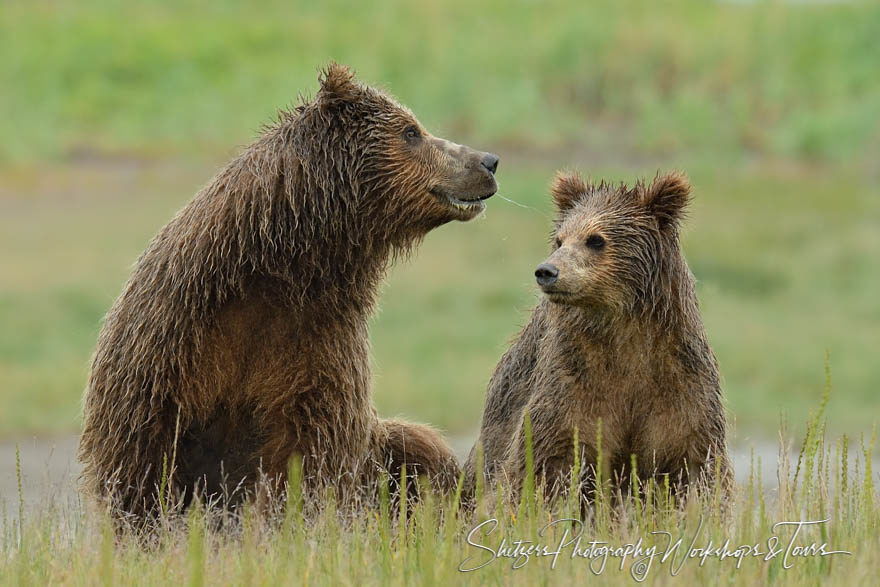 Bear spits in cubs face