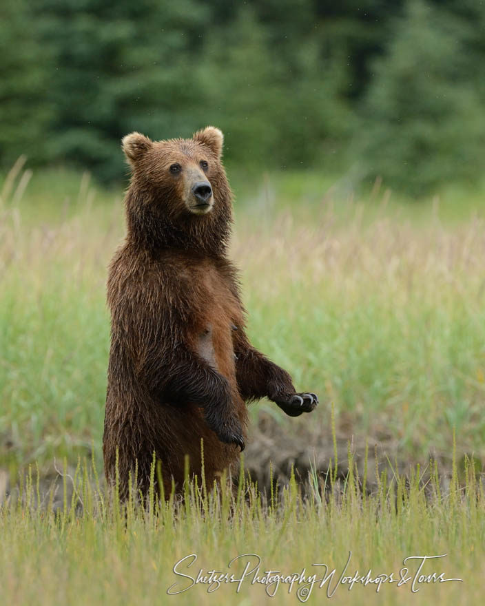 Bear standing